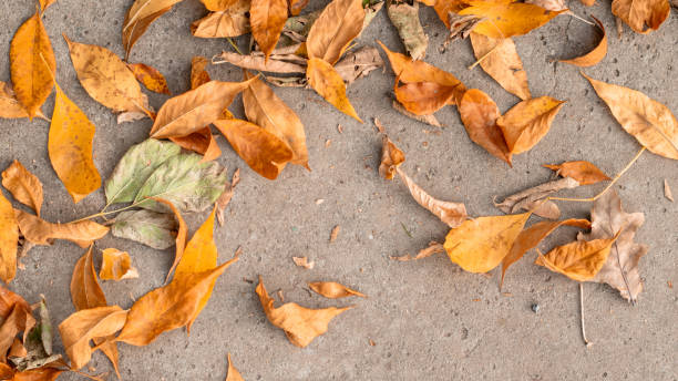 istock fallen colorful leaves in the fall on concrete. Background with copy space 1276517630