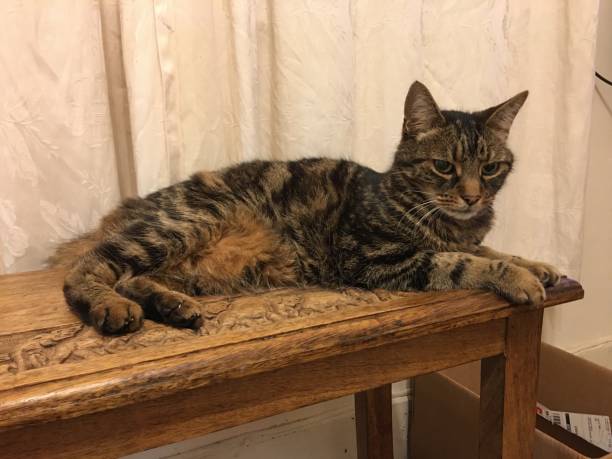 istock A view of a Cat on a Table 1276518202
