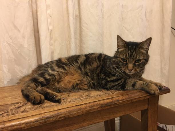 istock A view of a Cat on a Table 1276518216