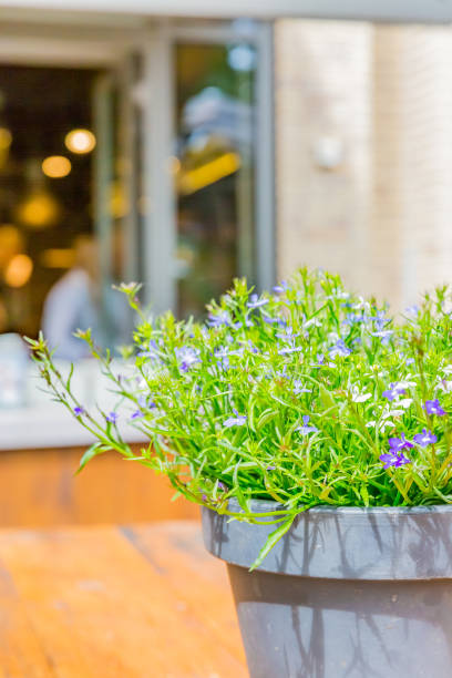 istock lobelia, purple flower in garden 1276519367