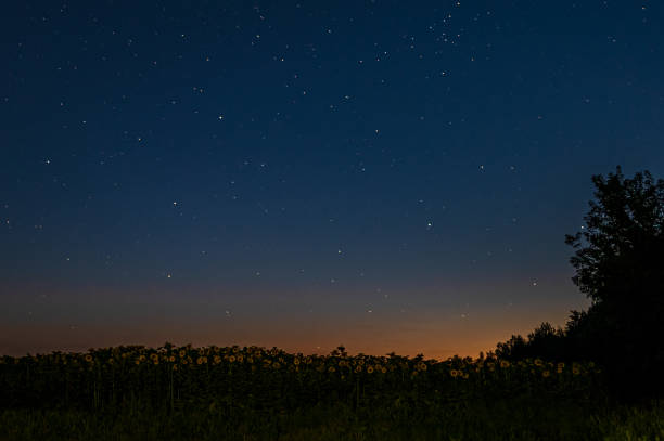 field with sunflowers and trees just after sunset under a starry sky