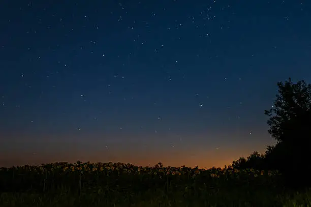 Photo of field with sunflowers and trees just after sunset under a starry sky