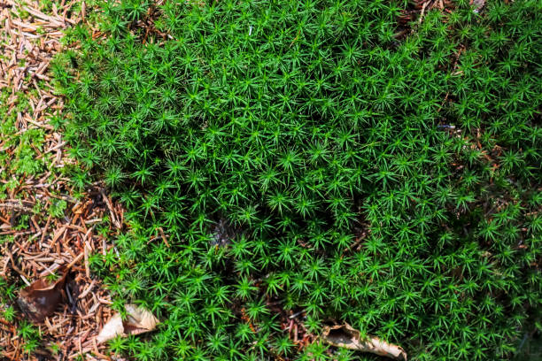 istock Detailed close up view at different moss textures on a forest ground 1276522948