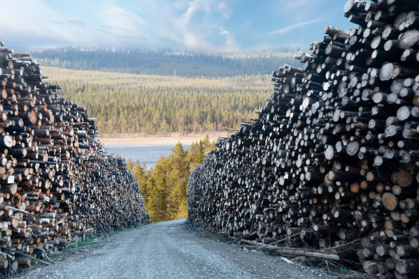 dirt road and big heaps of timber in sunny forest landscape