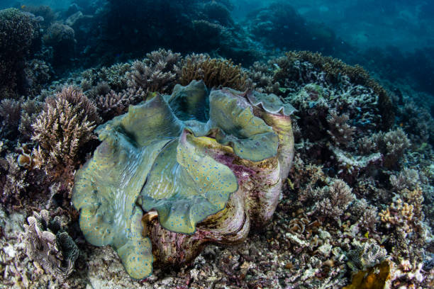 istock Giant Clam on Shallow Coral Reef 1276525775