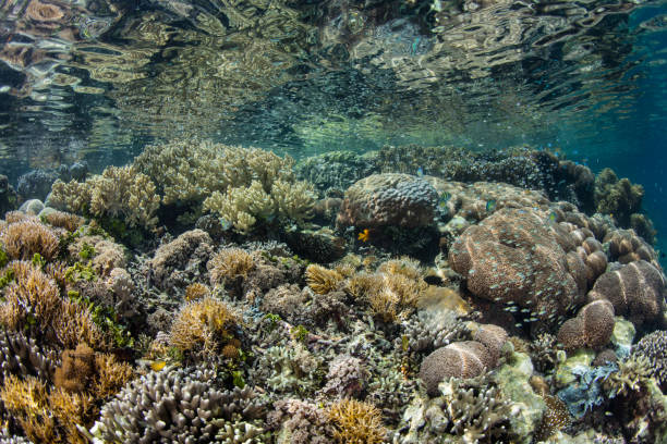 istock Amazing Shallow Coral Reef 1276526435