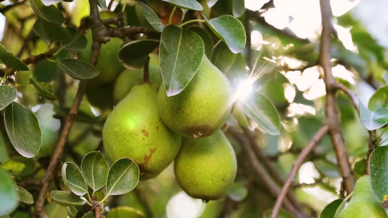 Growing pears on a pear tree