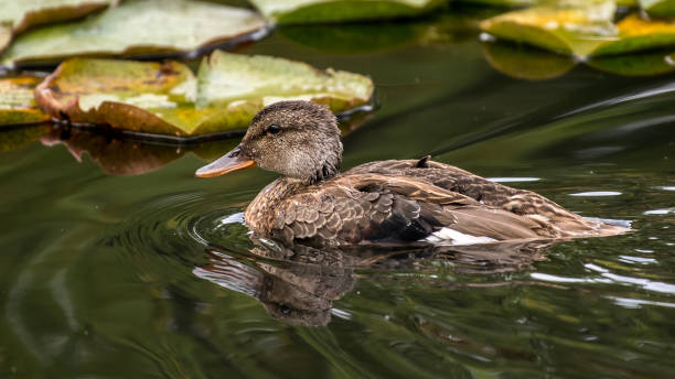 istock Gadwall Duck in Boise Park 1276529958