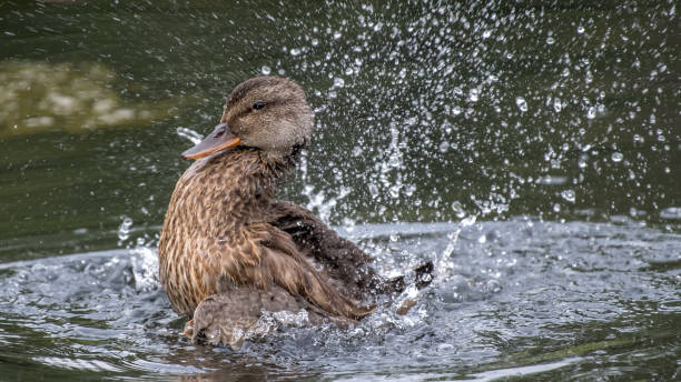 istock Gadwall Duck in Boise Park 1276529996