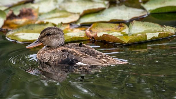 istock Gadwall Duck in Boise Park 1276530036