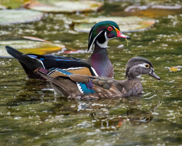 istock Wood Duck at Boise Park 1276530632