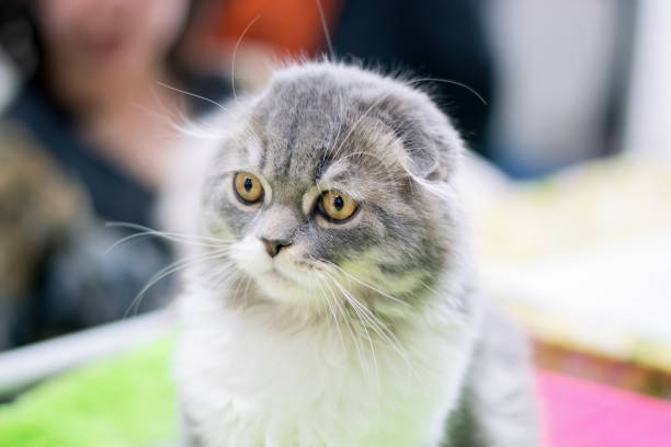 istock Fluffy cat with short ears, Scottish fold breed. 1276530692