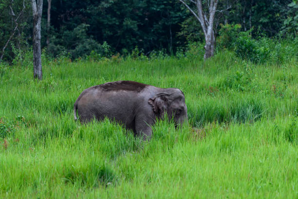 istock Elephant in the deep forest at Thailand 1276534115