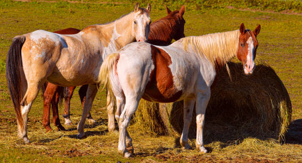 istock Pretty horses around their hay bale. 1276534120