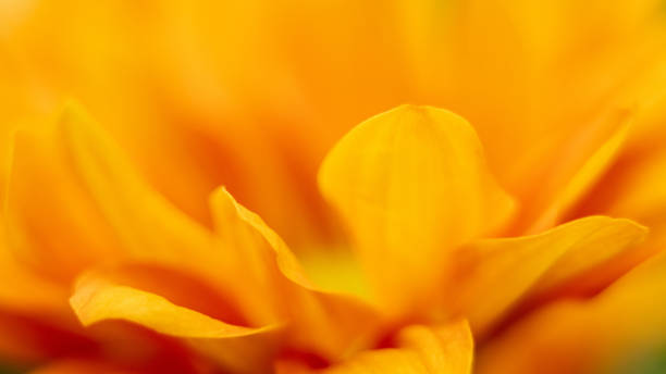 istock orange yellow daisy flower macro close-up 1276537560