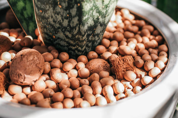 Expanded clay pebbles used as a growing media in hydroponics with sun light.Aloe vera plant in a pot with pebbles decoration at the garden.