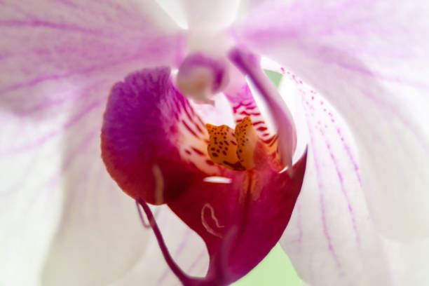 Beautiful orchid flowers