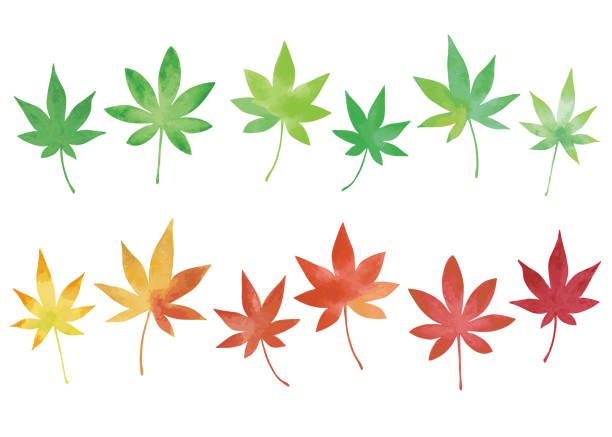 ilustrações, clipart, desenhos animados e ícones de folhas de bordo japonesas definem material. pintura de aquarela. gradação das cores de outono de verde para amarelo. - autumn leaf isolated white background