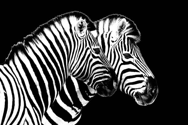 istock Zebras on black background isolated close up side view, two zebra head portrait in profile, black and white art photography, striped animal pattern design, african wildlife nature monochrome wallpaper 1276541290