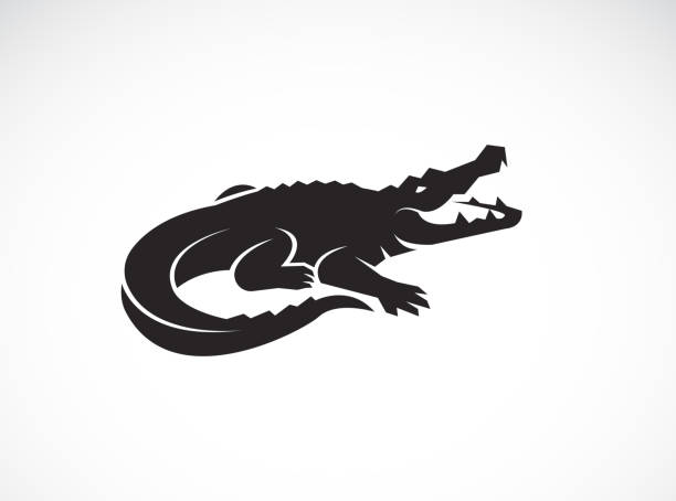 ilustrações, clipart, desenhos animados e ícones de vetor de desenho de crocodilo em fundo branco. animais selvagens. réptil. ilustração vetorial em camadas fácil de edição. - crocodilo