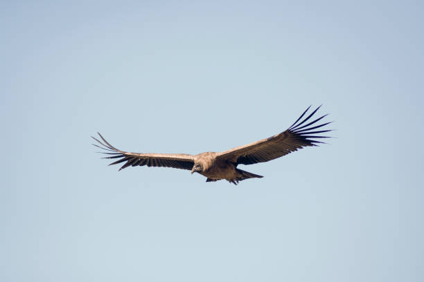 istock Andean condor flying over the mountains. 1276542798