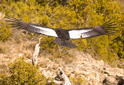 Andean condor flying over the Andean Mountain Range.