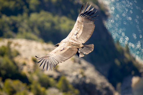 istock Andean condor flying over the mountains. 1276542824