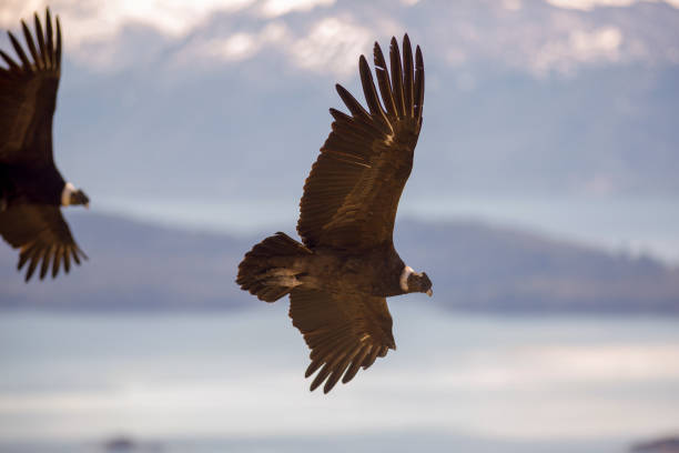Andean condor flying over the mountains. Andean condor flying over the Andean Mountain Range. squab pigeon meat stock pictures, royalty-free photos & images
