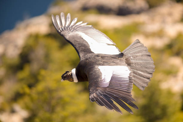 cóndor andino volando sobre las montañas. - patagonia fotografías e imágenes de stock