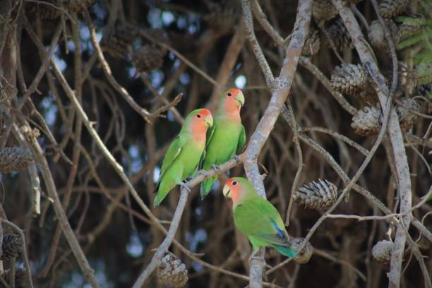 istock A Flock of Lovebirds 1276544502