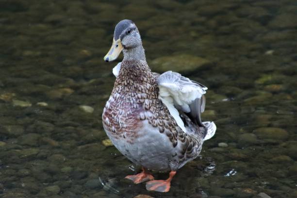istock Mallard in Shallow Water 1276544536