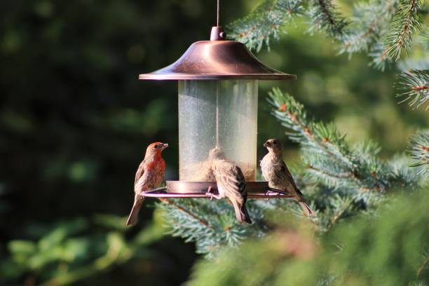 istock House Finches Feasting 1276544537