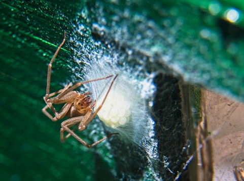 Closeup of a large Brown recluse spider watching over its eggs.