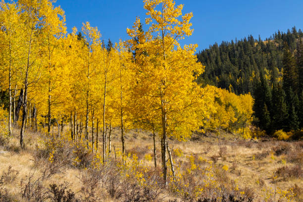 istock Autumn on Anne-Marie Falls Trail 1276546055