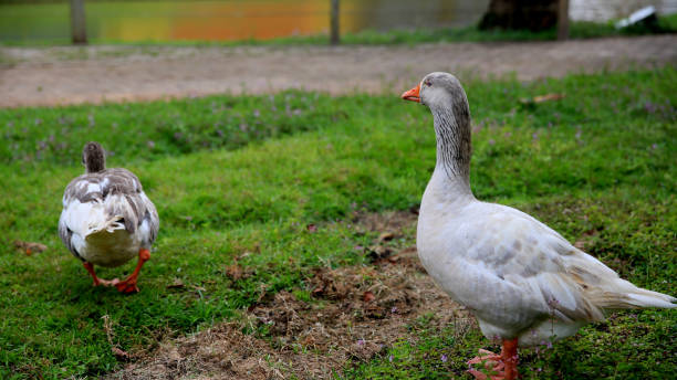 istock geese in the city park 1276546886