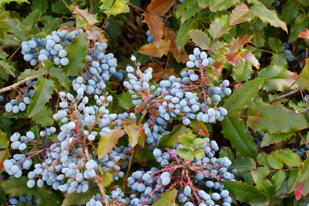 istock Blue Mahonia berries (Latin Mahonia aquifolium) or Oregon grapes 1276548685