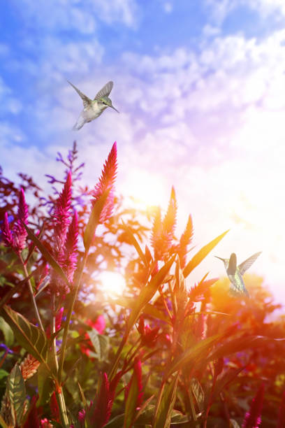istock Ruby-Throated Hummingbird in garden with sunbeams 1276549309