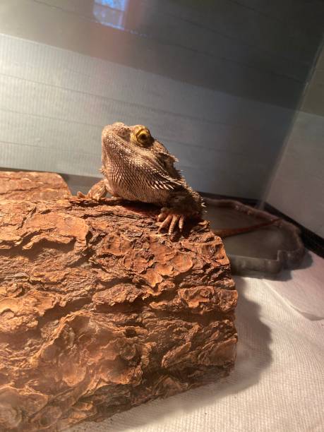 istock Bearded dragons photoshoot 1276550345