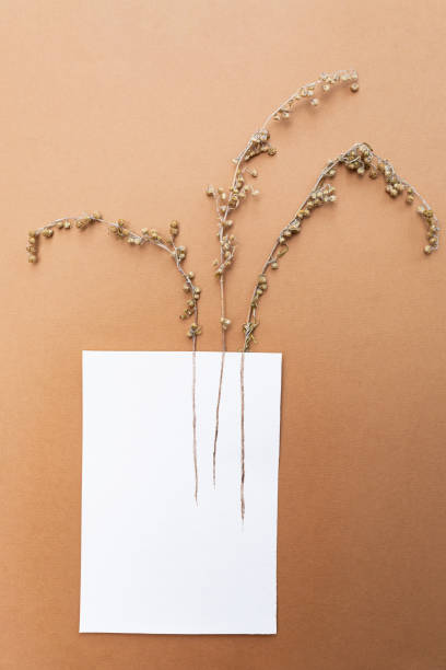 istock Dried flowers. Dry field spikelets craft paper background. 1276551167