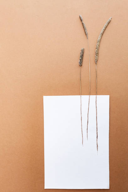 istock Dried flowers. Dry field spikelets craft paper background. 1276551181