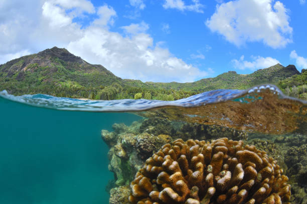 istock Underwater landscapes of anaho 1276554976