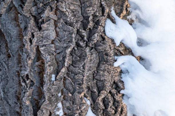 Cork tree bark texture with snow. Tree bark texture with snow. Natural background. Cork oak, lat. Quercus suber