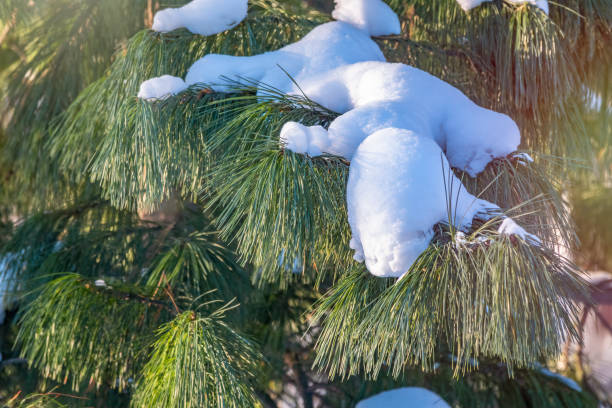 istock Cedar branches with long fluffy needles covered with snow with a beautiful blurry background. 1276555942