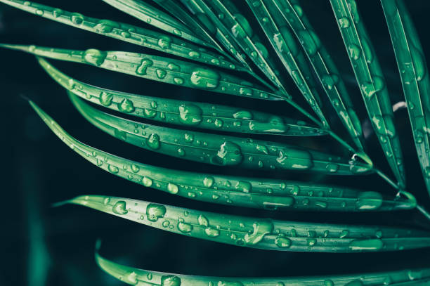istock water drops on palm leaves, green nature background 1276557946