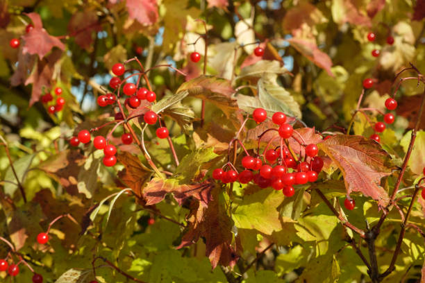 istock A bush of red viburnum berries 1276558119