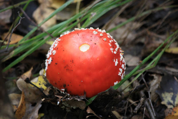 A mushroom (amanita) shot from above, close-up on a clear sunny day. Can be used as a background or wallpaper, as well as in your other design ideas.