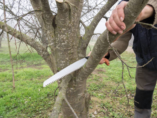 istock Gardener pruning apple tree branches with pruning saw. Man pruning a peach-tree brunch with a saw 1276558156