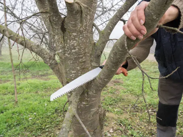 Gardener pruning apple tree branches with pruning saw. Man pruning a peach-tree brunch with a saw