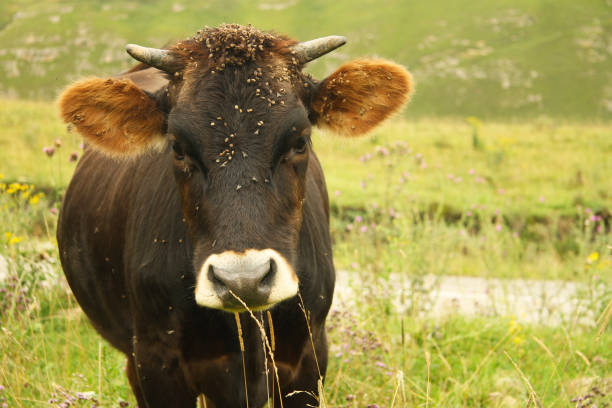 istock Lonely cow grazing on ths summer alpine meadow 1276559720