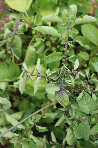istock Disease on purple potato plant 1276562594